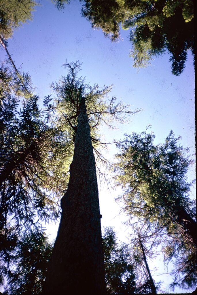 western larch